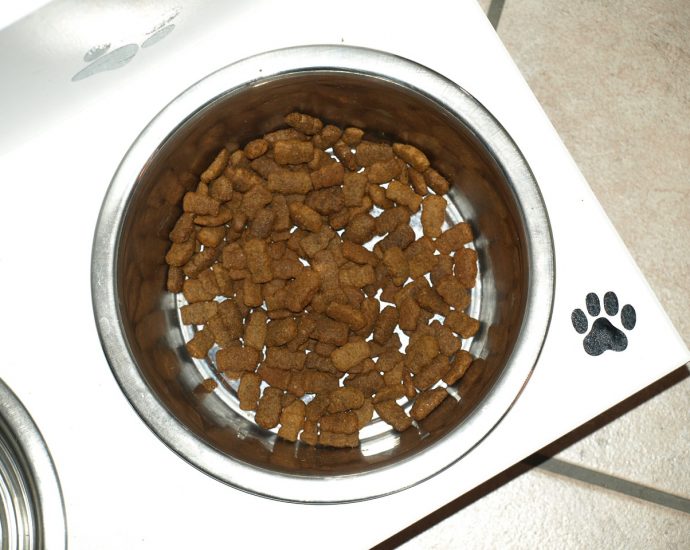Jaka powinna być karma dla psa?